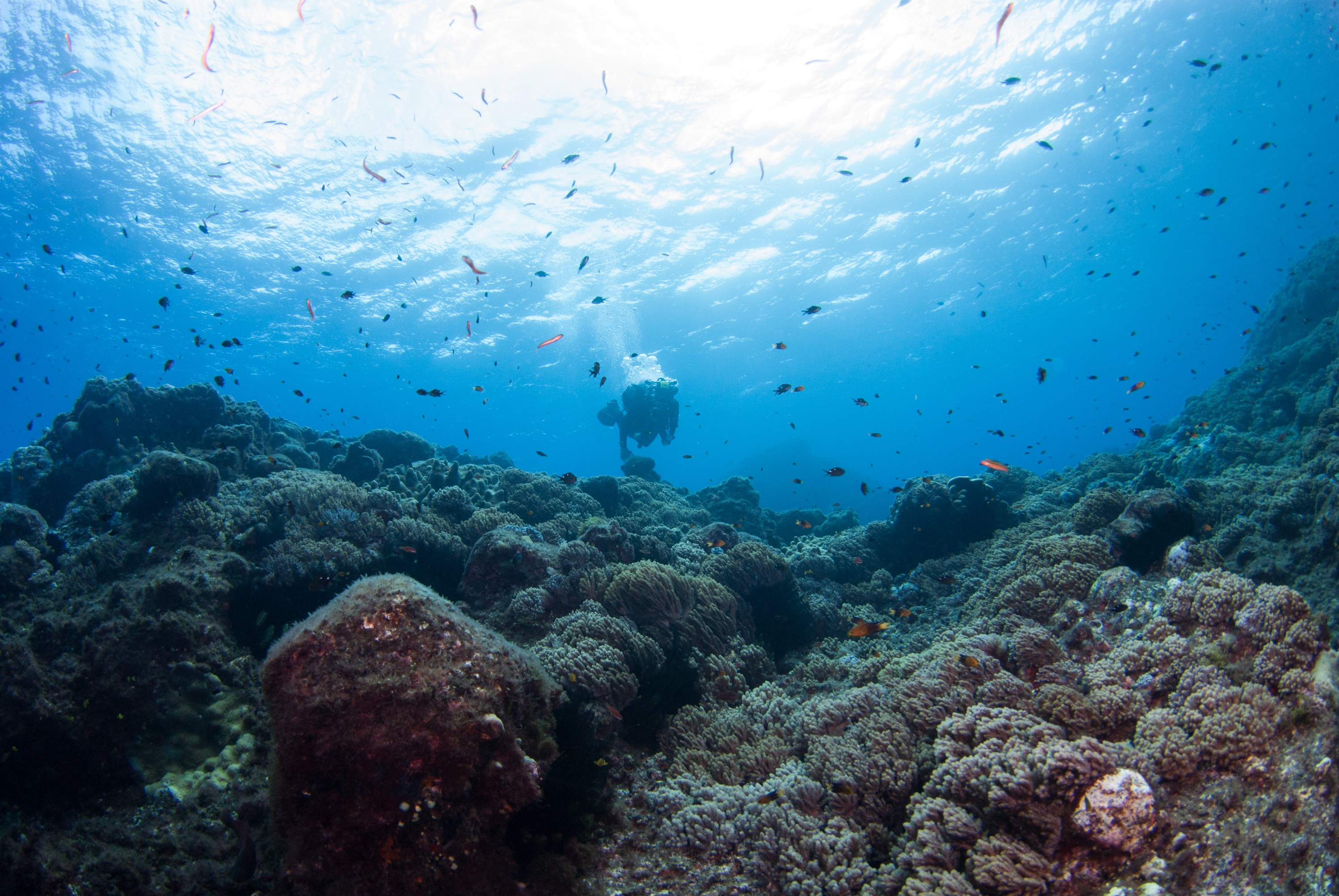 _JFG3247 – kermadec, islands, kermadecs, dive, images, remote, doc, sub tropical, subtropical, sub-tropical, marine, reserve, expedition, lust for rust, mesley, crispin, nz, new, zealand, new zealand, crispin, Kermadecs 13,